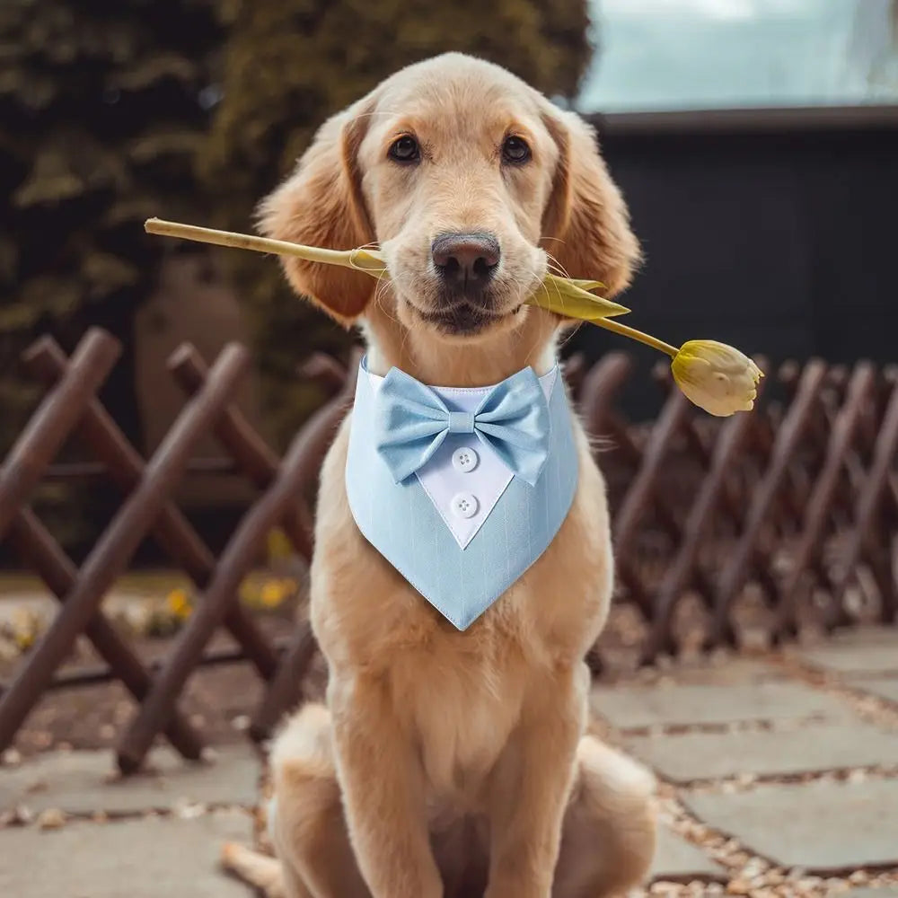 Schattige Smoking Met Strik Voor Honden Blije Beestjes