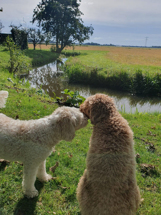 Tips-om-je-hond-te-verwennen-op-dierendag Blije Beestjes