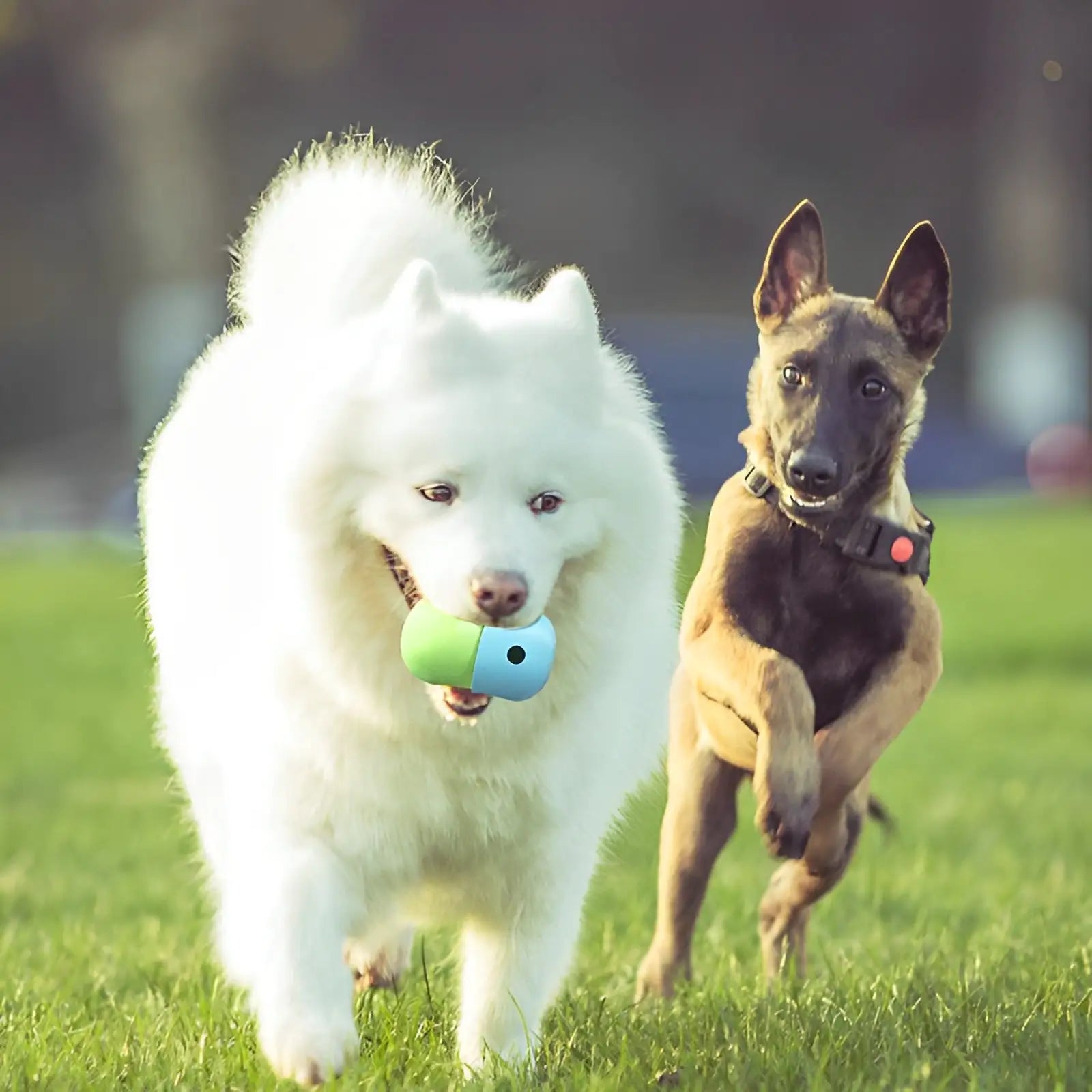 Intelligentie Voer Speeltje voor Honden Blije Beestjes